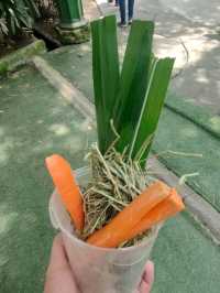 Farm in the City - An Eden of Animals and Nature