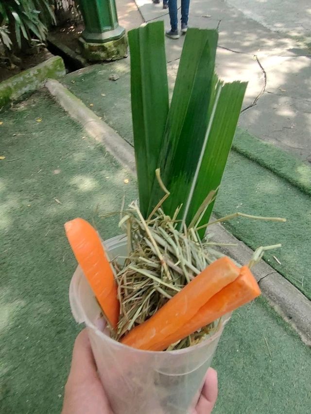 Farm in the City - An Eden of Animals and Nature