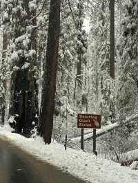 The Most Famous Trees In The World, The Towering Red Trunks Of Sequoia 🌲 