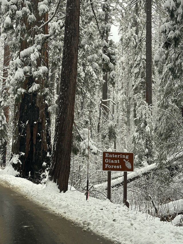 The Most Famous Trees In The World, The Towering Red Trunks Of Sequoia 🌲 