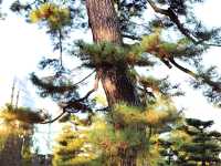 【🇯🇵高松】朝の静寂に包まれた玉藻公園で心穏やかなひとときを