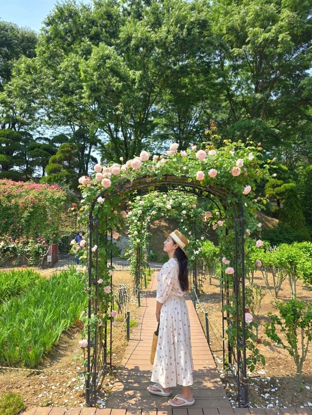 장미폭포를 만날수 있는 로맨틱 로즈가든 파티🌹