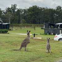 Hunter Valley 2-Day Trip from Sydney 🍷🐑