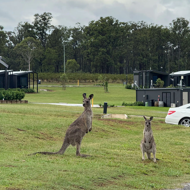 Hunter Valley 2-Day Trip from Sydney 🍷🐑
