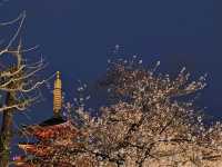 Absolutely! Here’s your Tokyo 3-Day Itinerary (with cherry blossom photo spots)