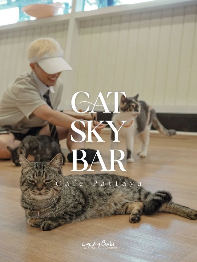 มาทะเล ก็แวะเติมแมวได้ ที่ Cat Sky Bar Cafe