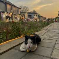 เที่ยวคลองแม่ข่า ฟีลญี่ปุ่นที่เชียงใหม่ 🏠🐈