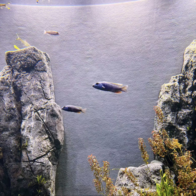 🍃沖繩新水族館DMM Kariyushi 視覺聽覺觸覺感官體驗！