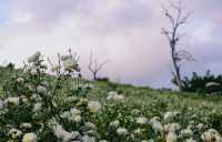 ไร่เก๊กฮวยนายพล ที่เที่ยวเชียงใหม่สวยๆ