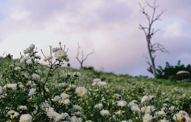 ไร่เก๊กฮวยนายพล ที่เที่ยวเชียงใหม่สวยๆ