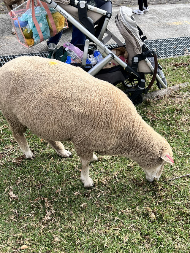 🌿台中清境農場｜台版紐西蘭🐑⛰️