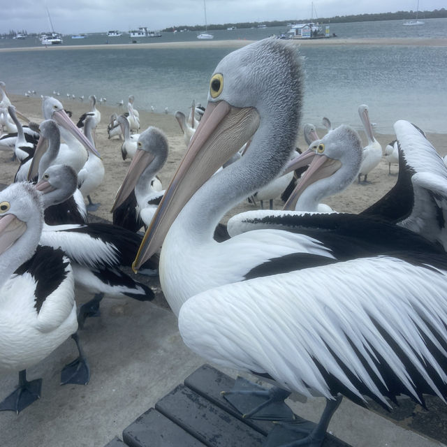 Itinerary Ideas for Gold Coast , Grafton and Brisbane 