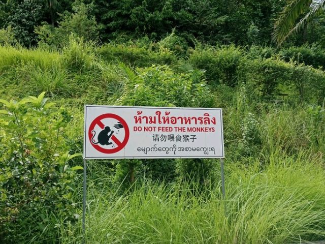 เดินเล่น🌴🌴 ที่สวนสาธารณะเทศบาลนครหาดใหญ่ 🌲🌲กัน