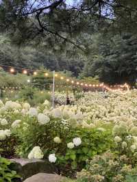 청주 수국 카페 프레이밍 🌟🍃