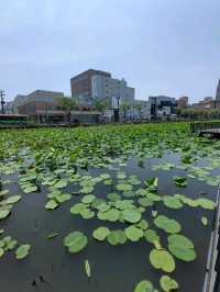 秋田免費景點～千秋公園