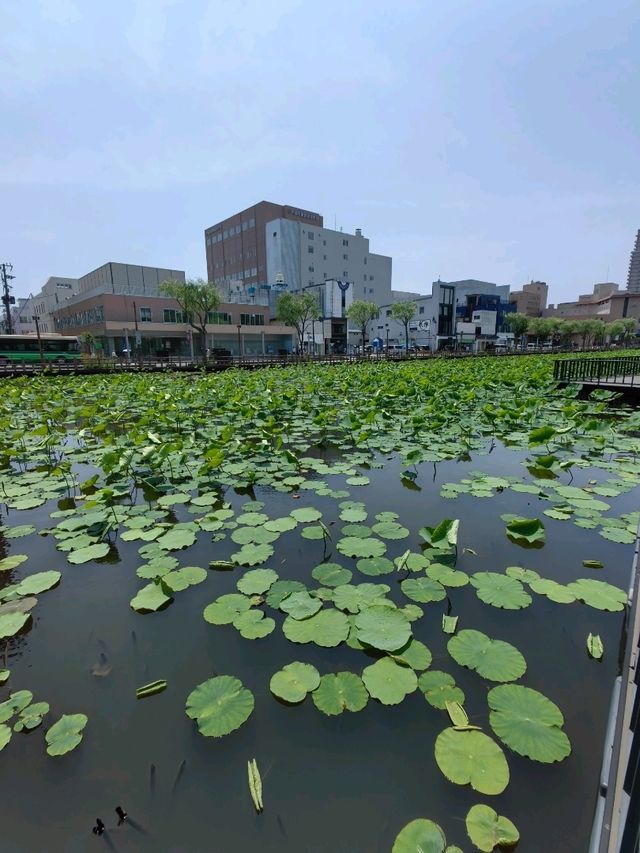 秋田免費景點～千秋公園