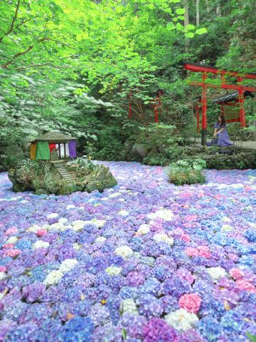 Fukuoka] If you want to see spectacular hydrangeas, go here