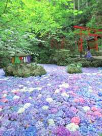 【福岡】圧巻の紫陽花を見たいならここ！