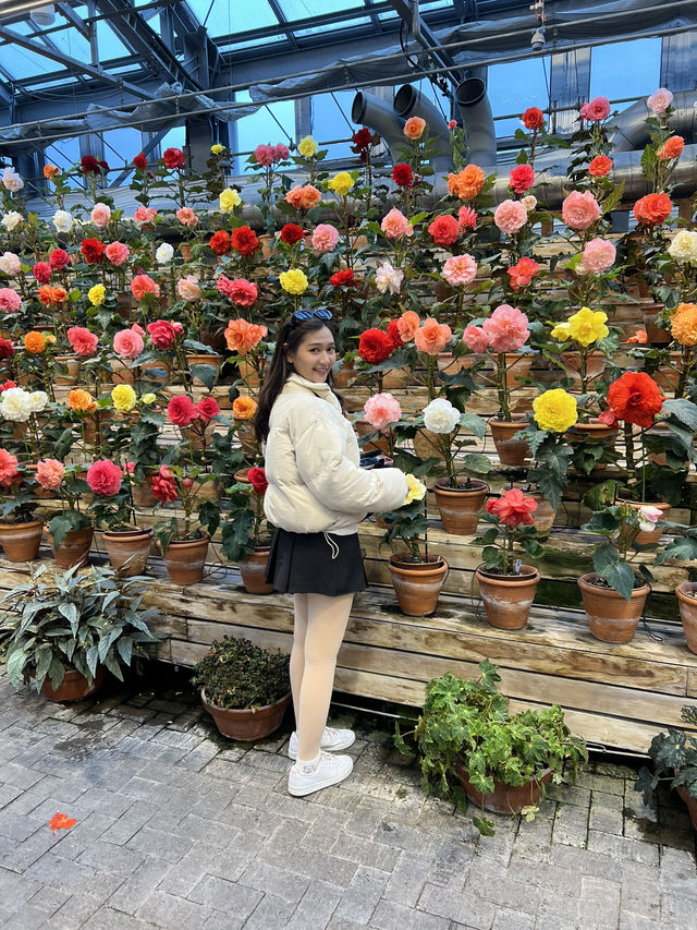 🌟 รีวิว: สวนดอกไม้ในนาบะ (Nabana no Sato)