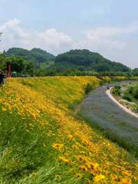 Flower Fields & Chill Walks in Haman’s Bloomy Wonderland