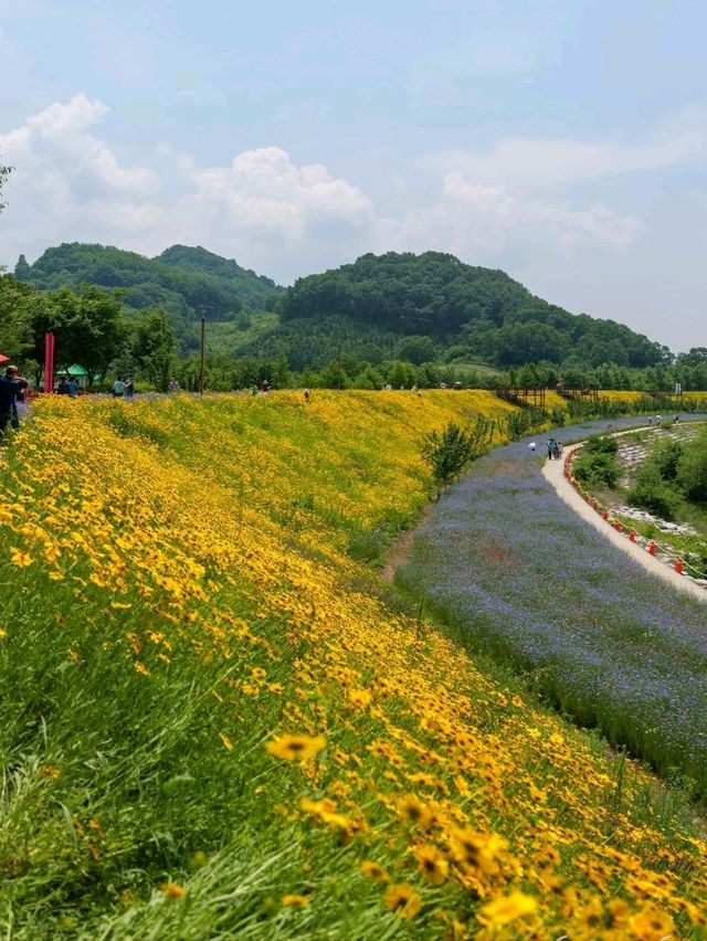 Flower Fields & Chill Walks in Haman’s Bloomy Wonderland