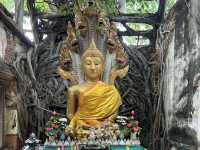 วัดสังกระต่าย วัดสวย อ่างทอง มหัศจรรย์ต้นโพธิ์ล้อม