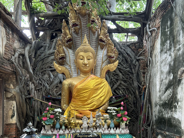 วัดสังกระต่าย วัดสวย อ่างทอง มหัศจรรย์ต้นโพธิ์ล้อม