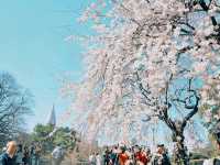 Magic, Blossoms & Organized Chaos — Tokyo’s Unforgettable Energy