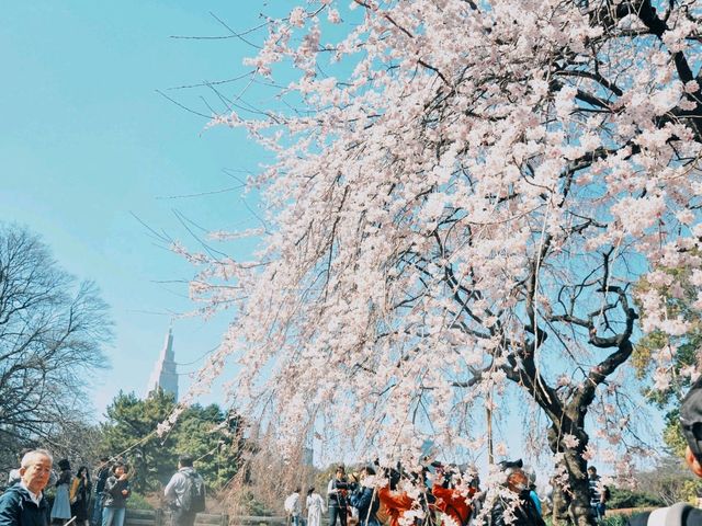 Magic, Blossoms & Organized Chaos — Tokyo’s Unforgettable Energy