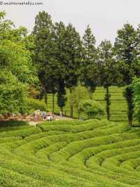 Green Tea Field
