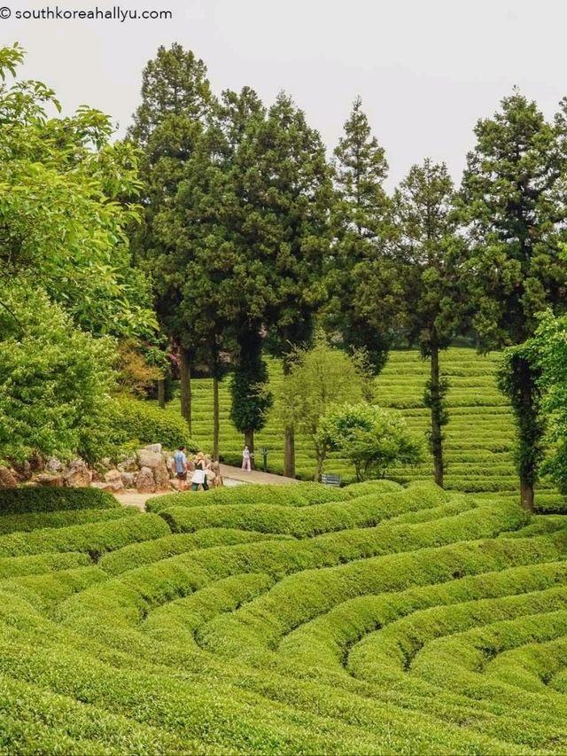 Green Tea Field
