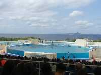 🐠 Dive into Wonder at Okinawa Churaumi Aquarium