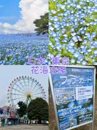 日本絕景🇯🇵在粉蝶花💜🤍海裡當一回宮崎駿主 角  