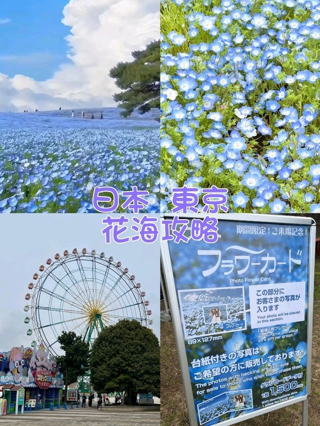 日本絕景🇯🇵在粉蝶花💜🤍海裡當一回宮崎駿主 角  