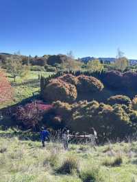 🌲陶波秘境公園｜Centennial Park 小眾森林系散步地，超出片還沒人