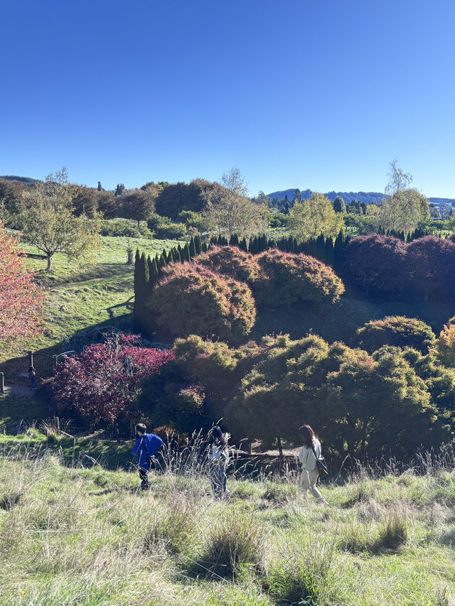 🌲陶波秘境公園｜Centennial Park 小眾森林系散步地，超出片還沒人