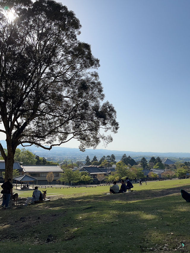 🦌⛰️✨ Quick Guide – Mount Wakakusa & Ikuta Shrine