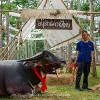 ถนนสายผลไม้ภูเก็ต