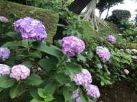 【田園調布から多摩川へ行き紫陽花、多摩川台古墳群、亀甲山古墳、多摩川浅間神社】