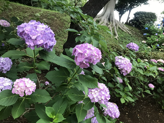 【田園調布から多摩川へ行き紫陽花、多摩川台古墳群、亀甲山古墳、多摩川浅間神社】