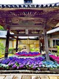 三室戶寺賞繡球花