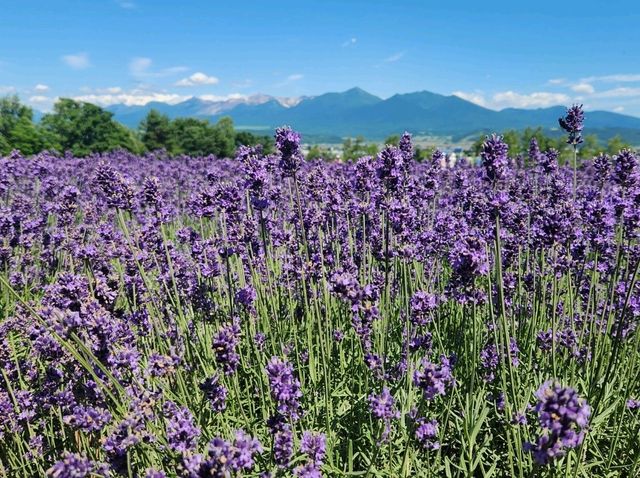 北海道の美しい景観