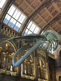 Walking With Dinosaurs At London’s Natural History Museum 