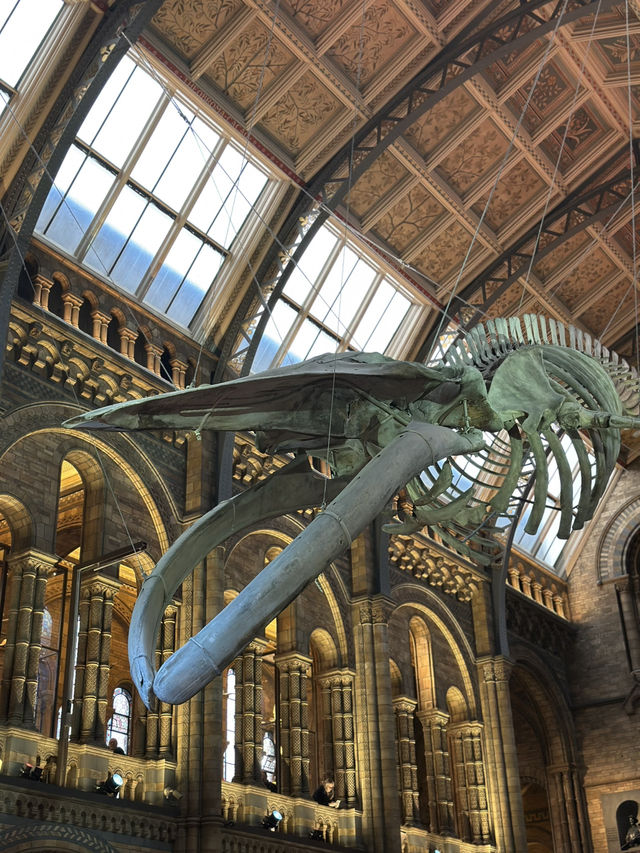 Walking With Dinosaurs At London’s Natural History Museum 