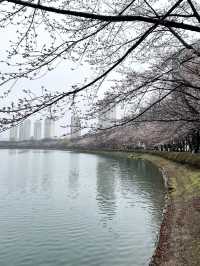 Seoul in April