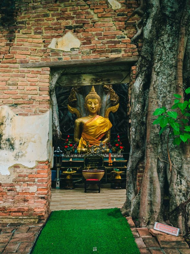 🌿 วัดสังกระต่าย Unseen ของอ่างทองที่แท้จริง