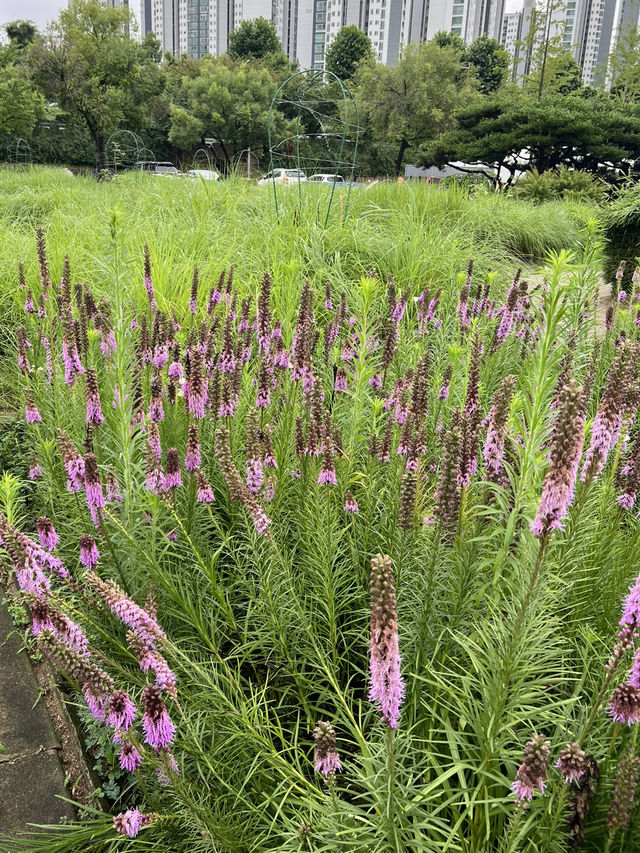 한강공원 꽃보고 가세요