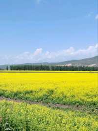 Golden Surprise on the Tangbula Road