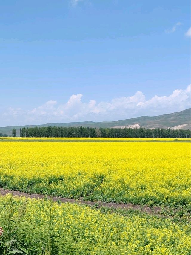 Golden Surprise on the Tangbula Road