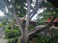 ANdAZ พัทยา โรงแรมในสวน ริมทะเล
